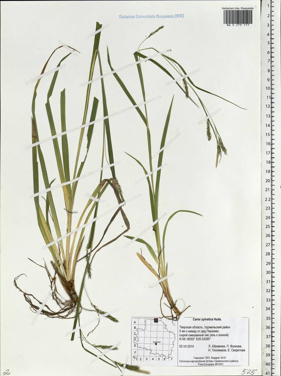 Carex sylvatica Huds., Eastern Europe, North-Western region (E2) (Russia)