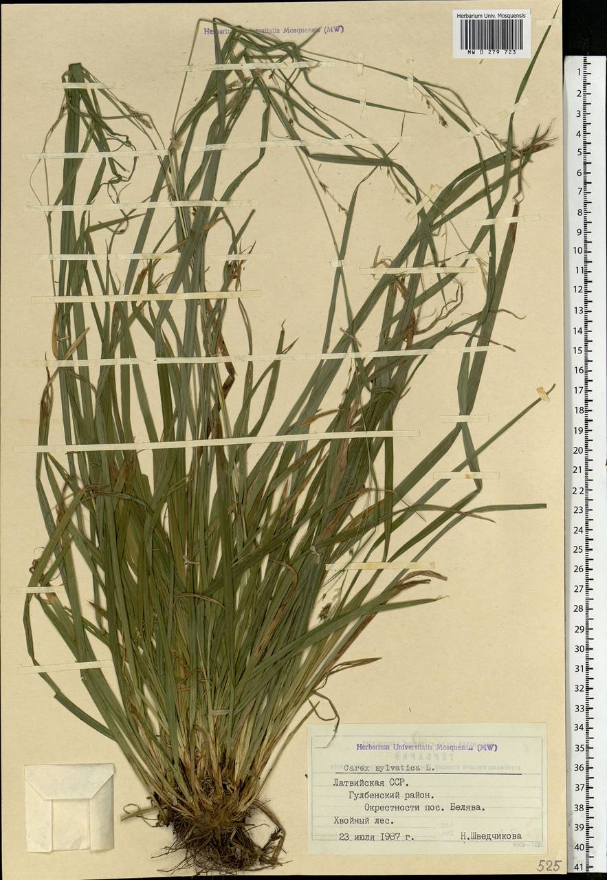 Carex sylvatica Huds., Eastern Europe, Latvia (E2b) (Latvia)