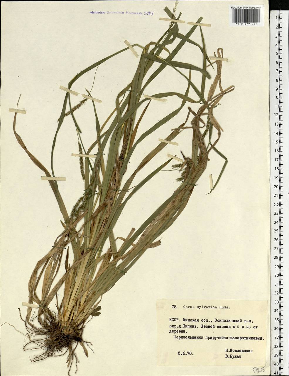 Carex sylvatica Huds., Eastern Europe, Belarus (E3a) (Belarus)