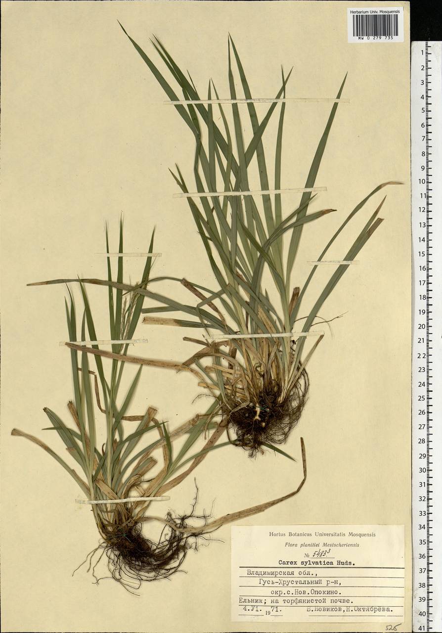 Carex sylvatica Huds., Eastern Europe, Central region (E4) (Russia)