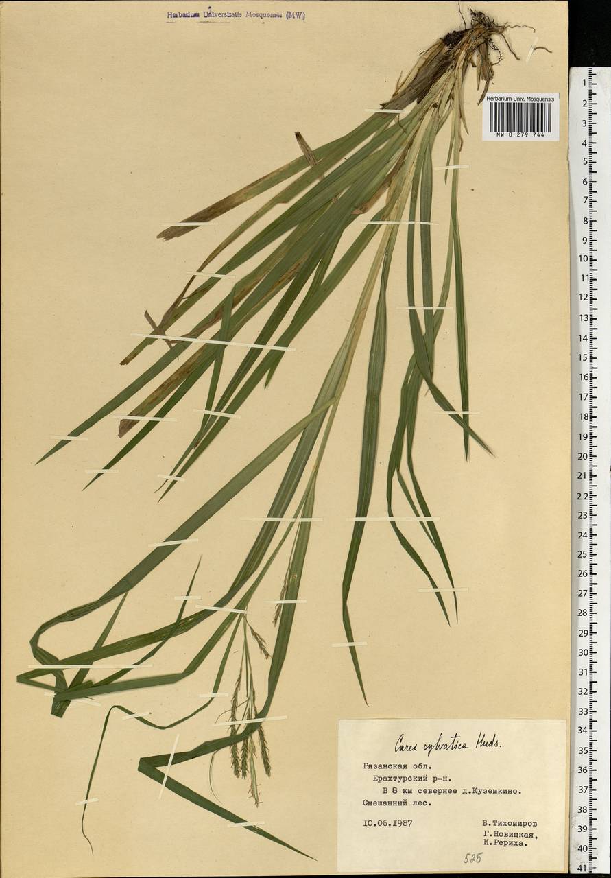 Carex sylvatica Huds., Eastern Europe, Central region (E4) (Russia)