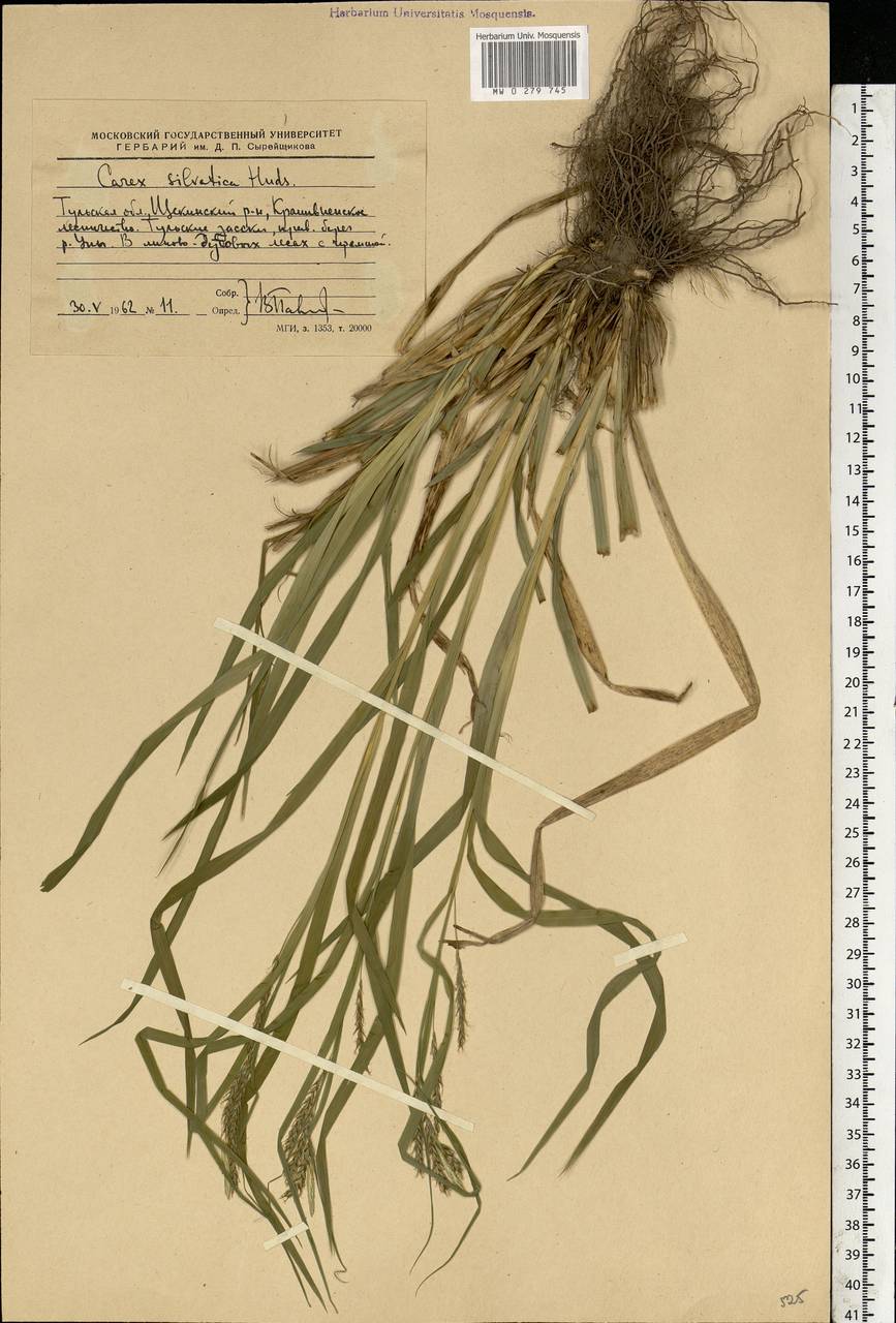 Carex sylvatica Huds., Eastern Europe, Central region (E4) (Russia)