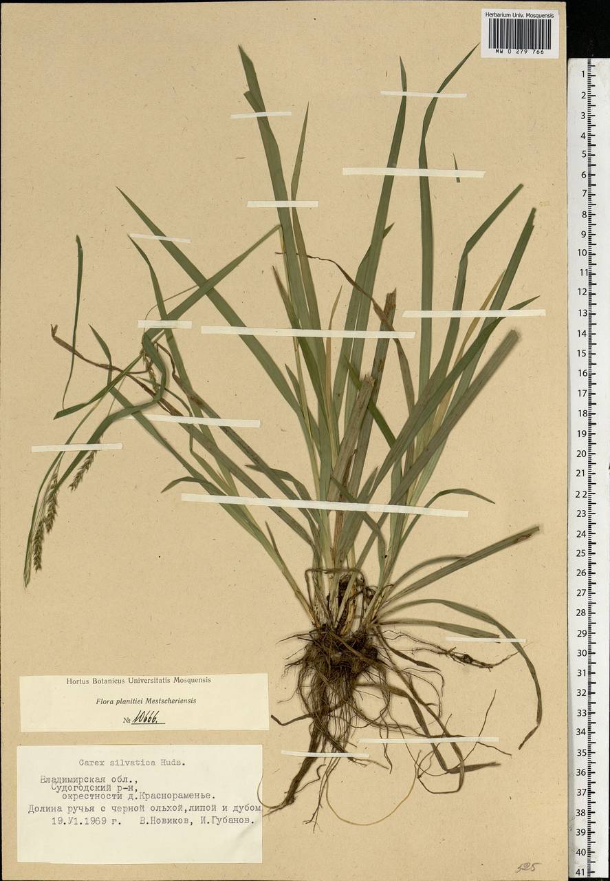 Carex sylvatica Huds., Eastern Europe, Central region (E4) (Russia)