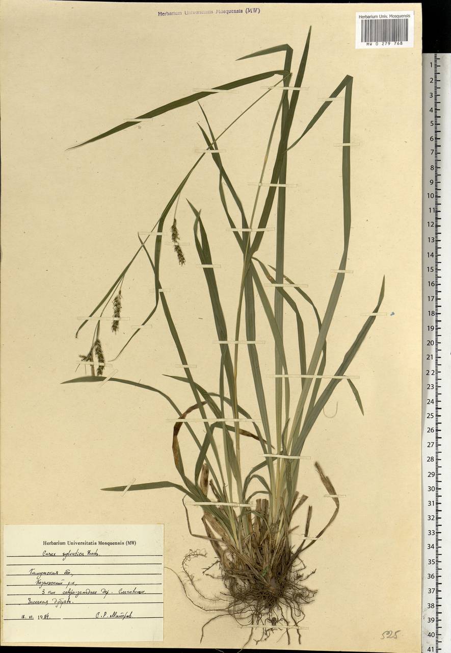 Carex sylvatica Huds., Eastern Europe, Central region (E4) (Russia)