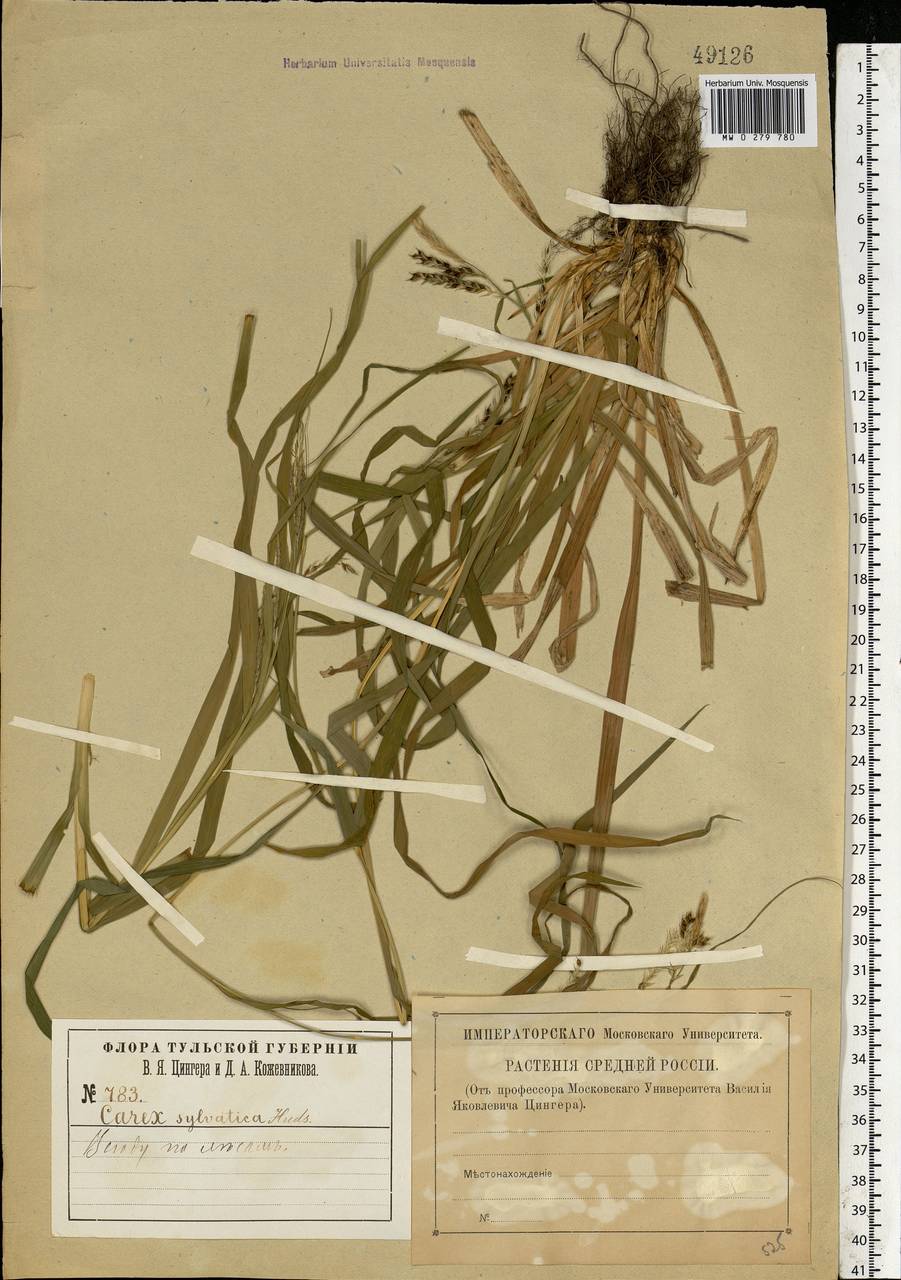 Carex sylvatica Huds., Eastern Europe, Central region (E4) (Russia)