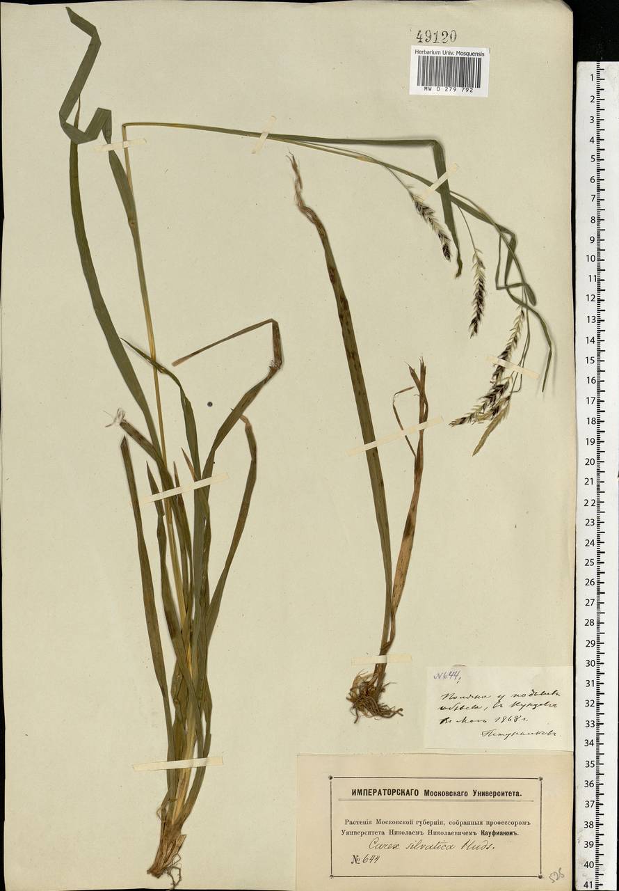 Carex sylvatica Huds., Eastern Europe, Moscow region (E4a) (Russia)