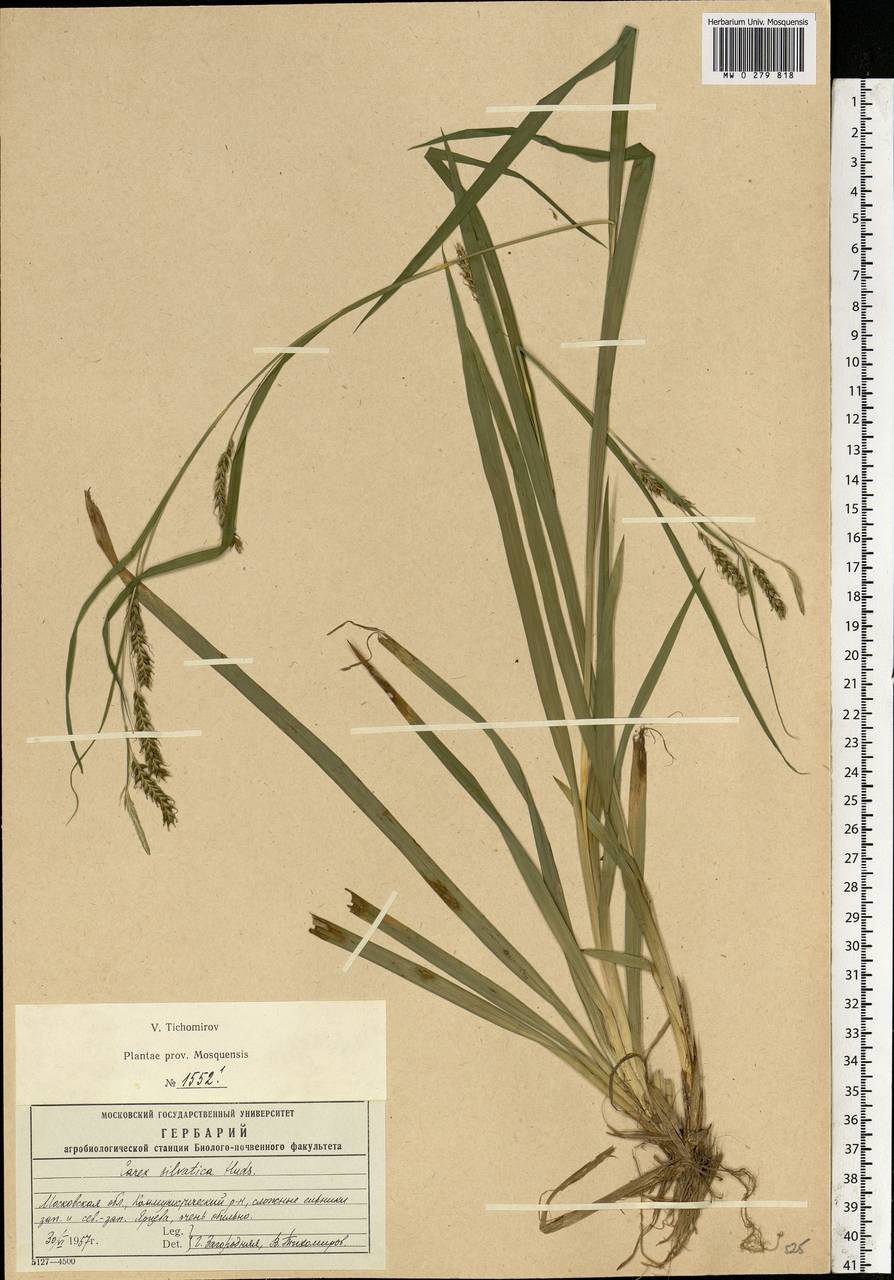 Carex sylvatica Huds., Eastern Europe, Moscow region (E4a) (Russia)