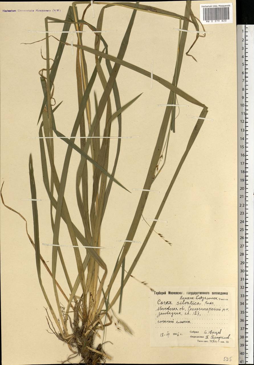 Carex sylvatica Huds., Eastern Europe, Moscow region (E4a) (Russia)