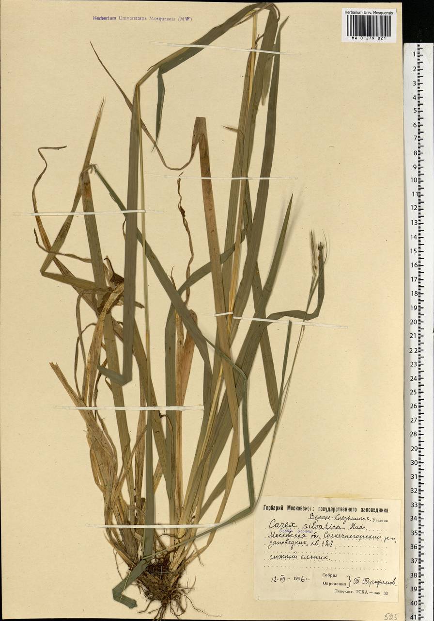 Carex sylvatica Huds., Eastern Europe, Moscow region (E4a) (Russia)