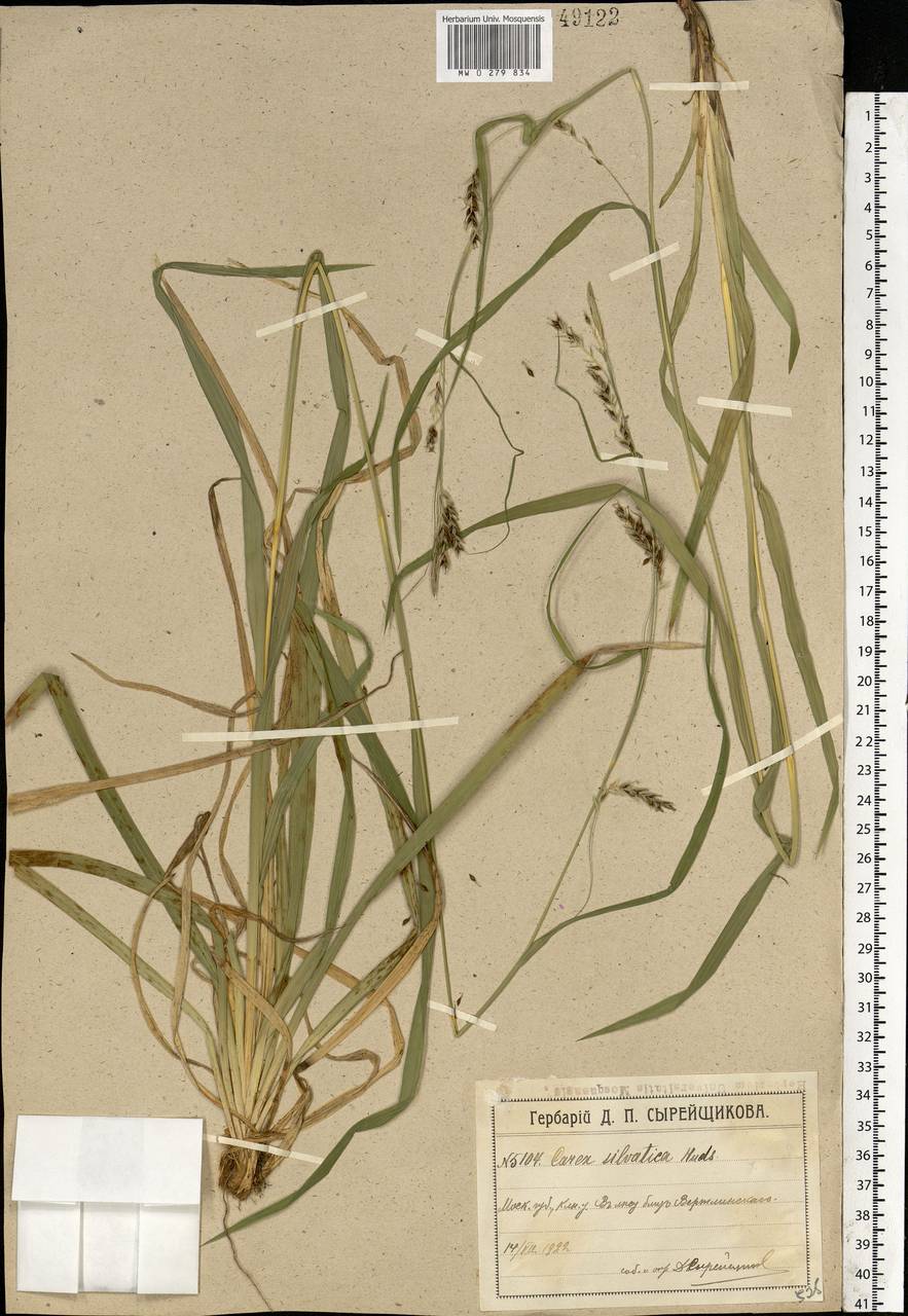 Carex sylvatica Huds., Eastern Europe, Moscow region (E4a) (Russia)