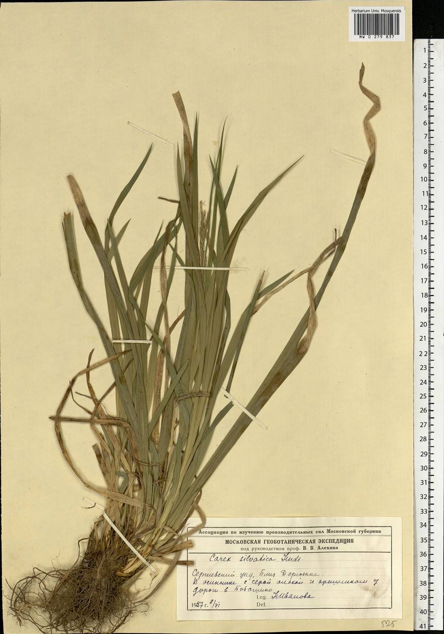 Carex sylvatica Huds., Eastern Europe, Moscow region (E4a) (Russia)