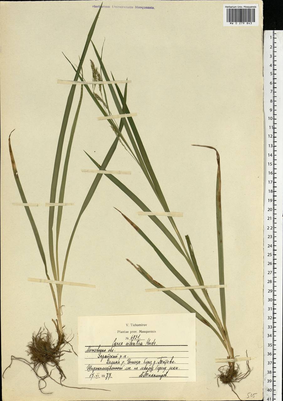 Carex sylvatica Huds., Eastern Europe, Moscow region (E4a) (Russia)
