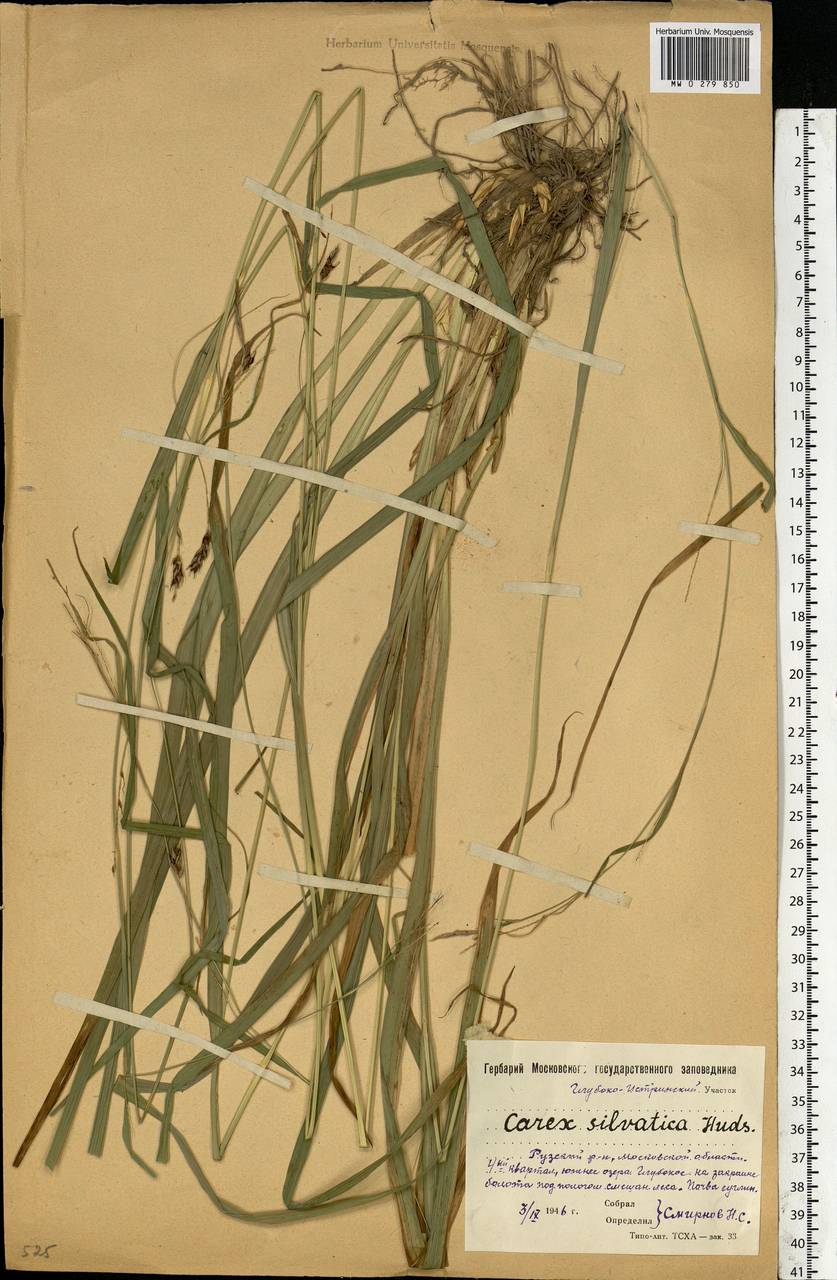 Carex sylvatica Huds., Eastern Europe, Moscow region (E4a) (Russia)