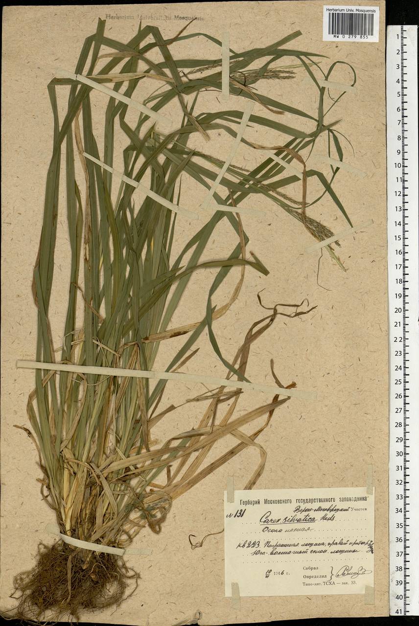 Carex sylvatica Huds., Eastern Europe, Moscow region (E4a) (Russia)