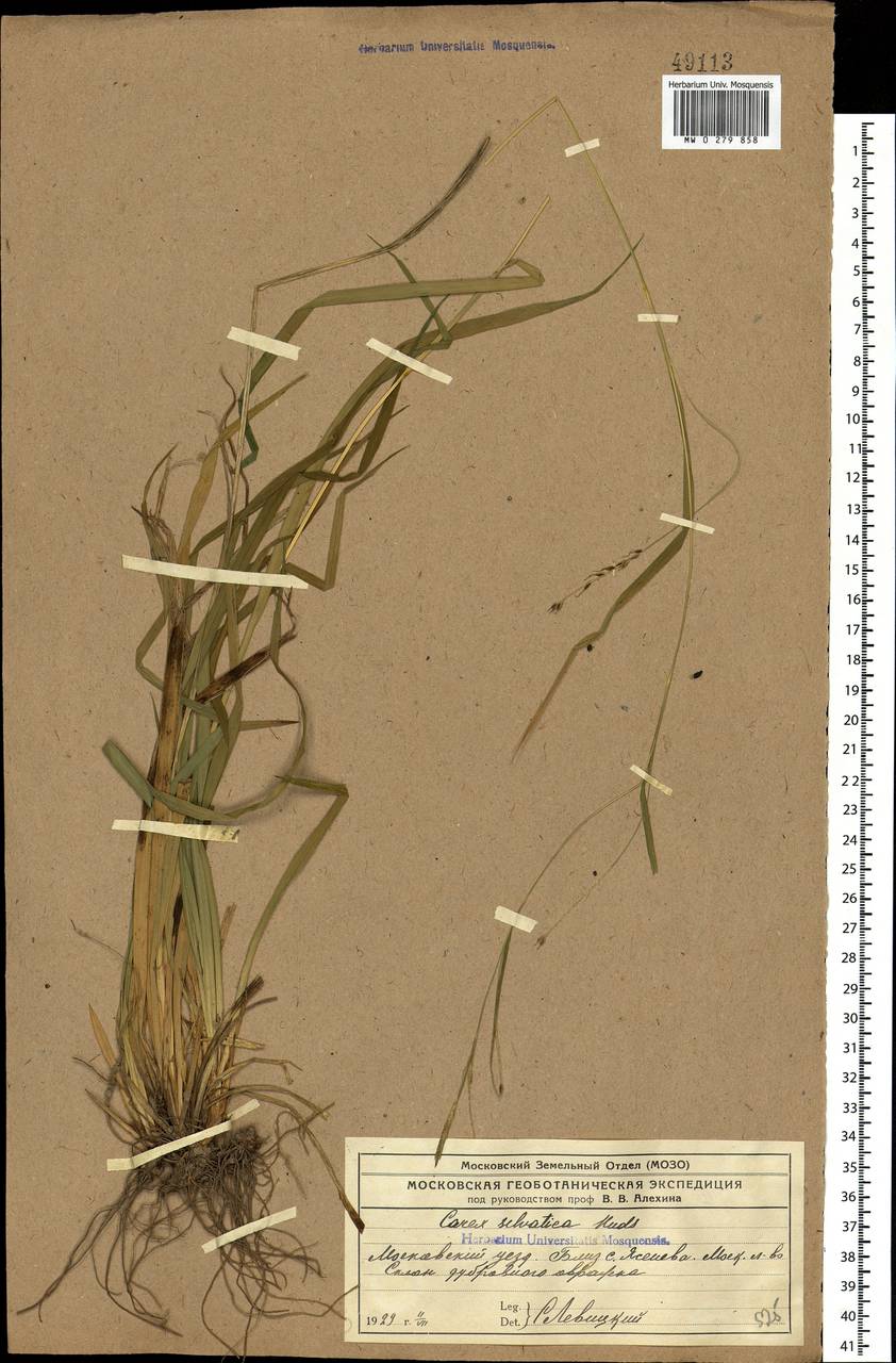 Carex sylvatica Huds., Eastern Europe, Moscow region (E4a) (Russia)