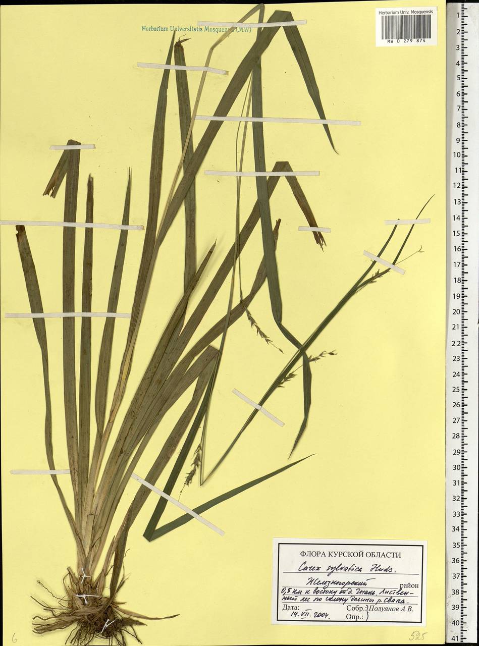 Carex sylvatica Huds., Eastern Europe, Central forest-and-steppe region (E6) (Russia)