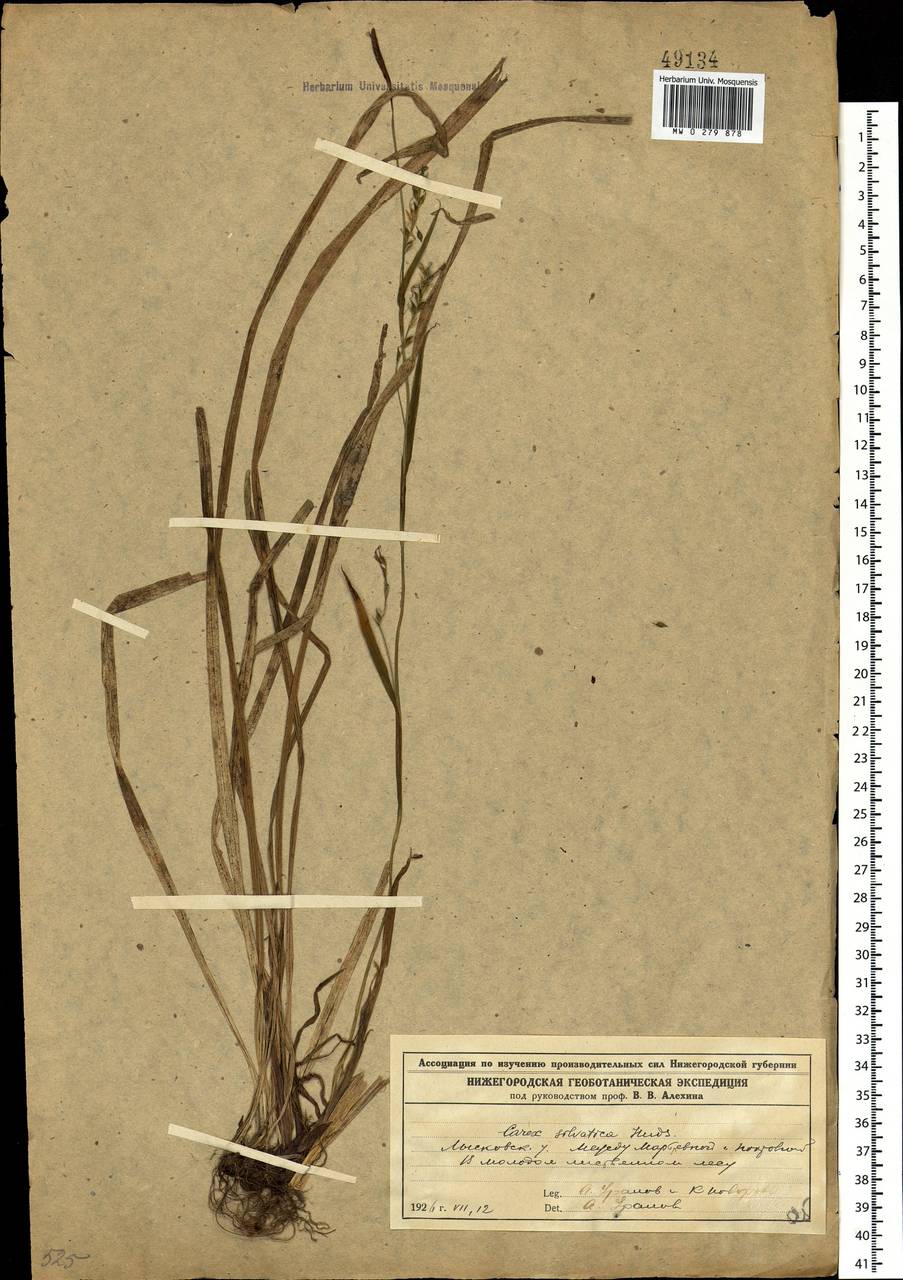 Carex sylvatica Huds., Eastern Europe, Volga-Kama region (E7) (Russia)