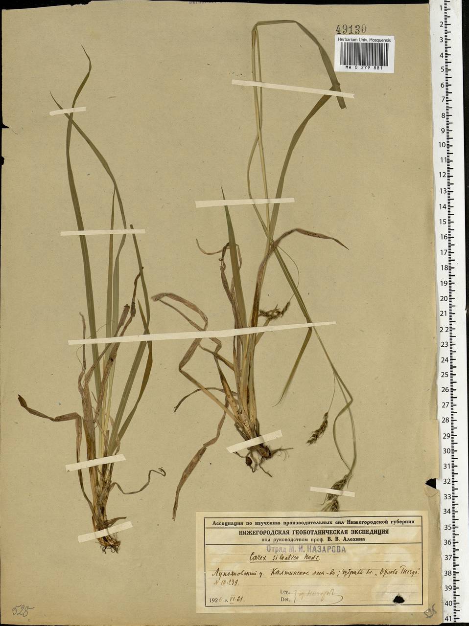 Carex sylvatica Huds., Eastern Europe, Volga-Kama region (E7) (Russia)