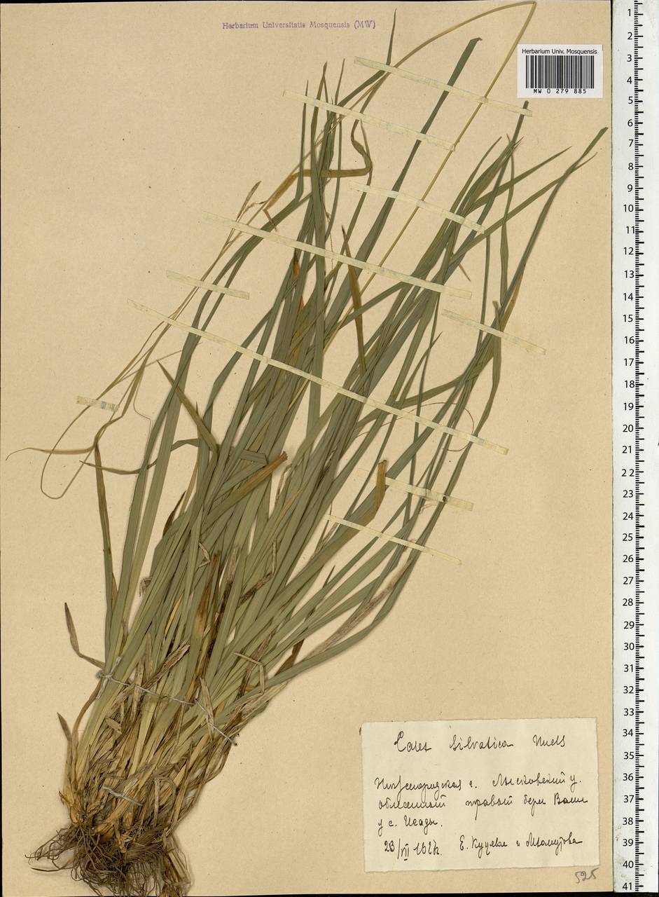 Carex sylvatica Huds., Eastern Europe, Volga-Kama region (E7) (Russia)