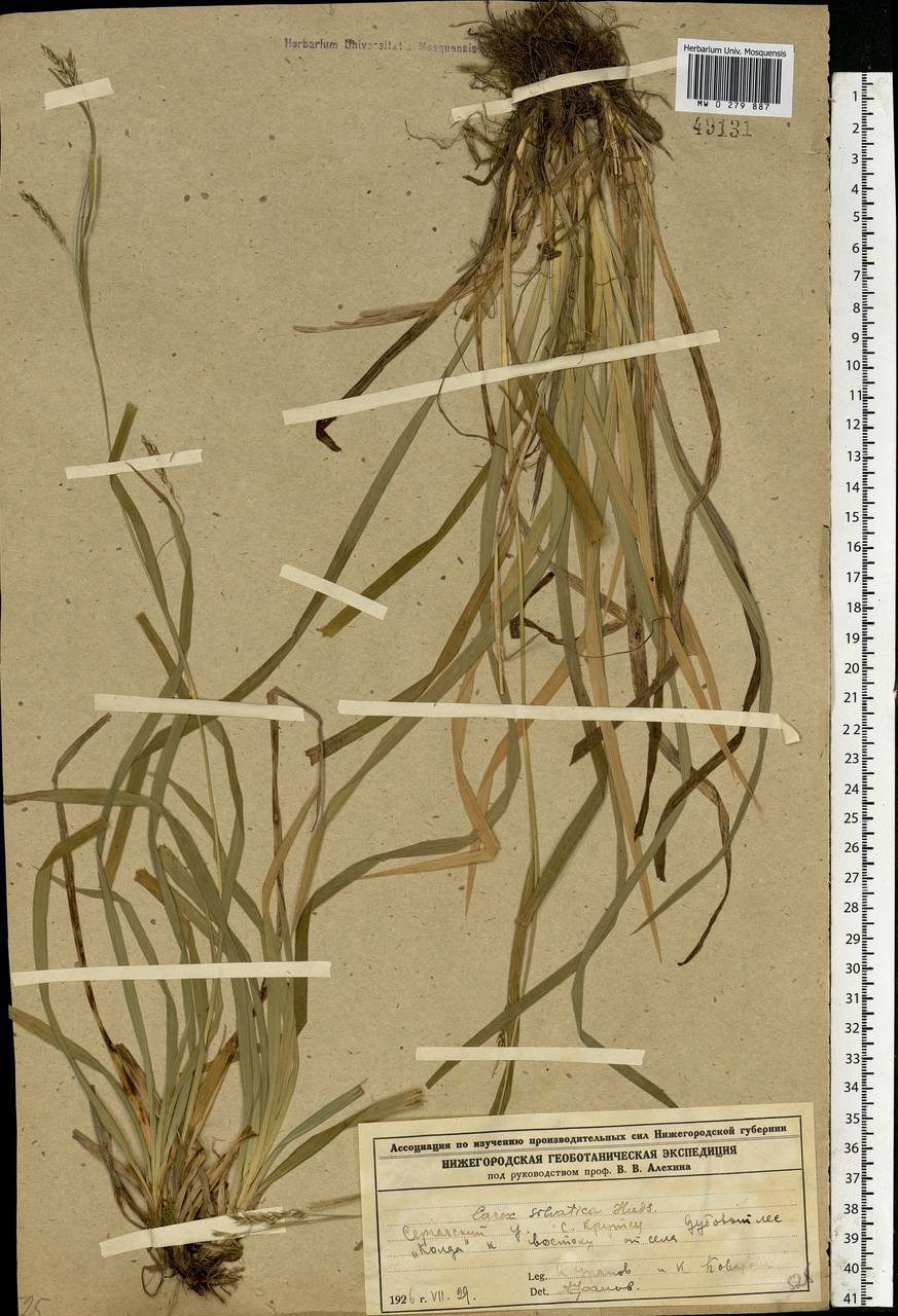 Carex sylvatica Huds., Eastern Europe, Volga-Kama region (E7) (Russia)