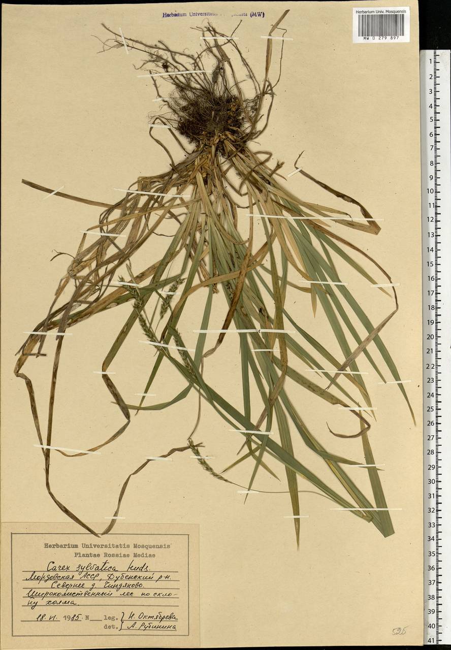Carex sylvatica Huds., Eastern Europe, Middle Volga region (E8) (Russia)