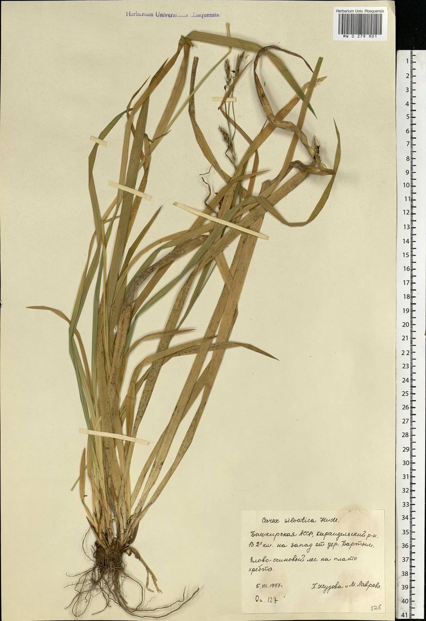 Carex sylvatica Huds., Eastern Europe, Eastern region (E10) (Russia)