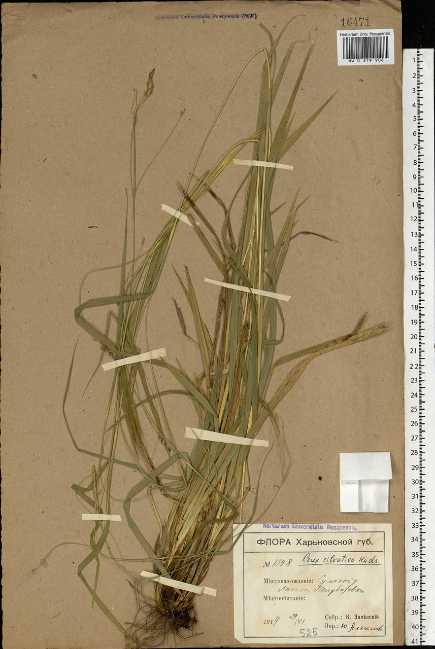 Carex sylvatica Huds., Eastern Europe, North Ukrainian region (E11) (Ukraine)