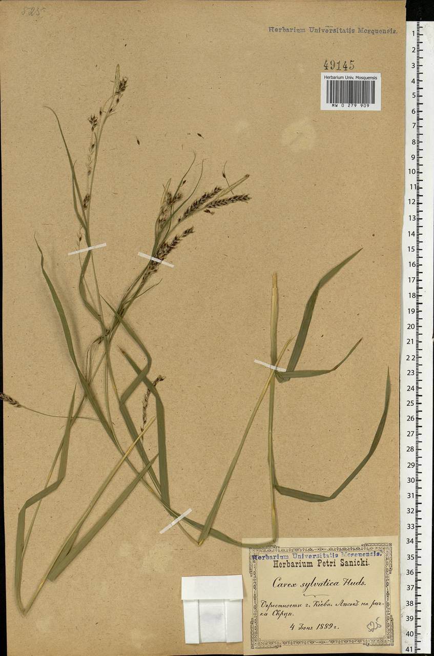 Carex sylvatica Huds., Eastern Europe, North Ukrainian region (E11) (Ukraine)
