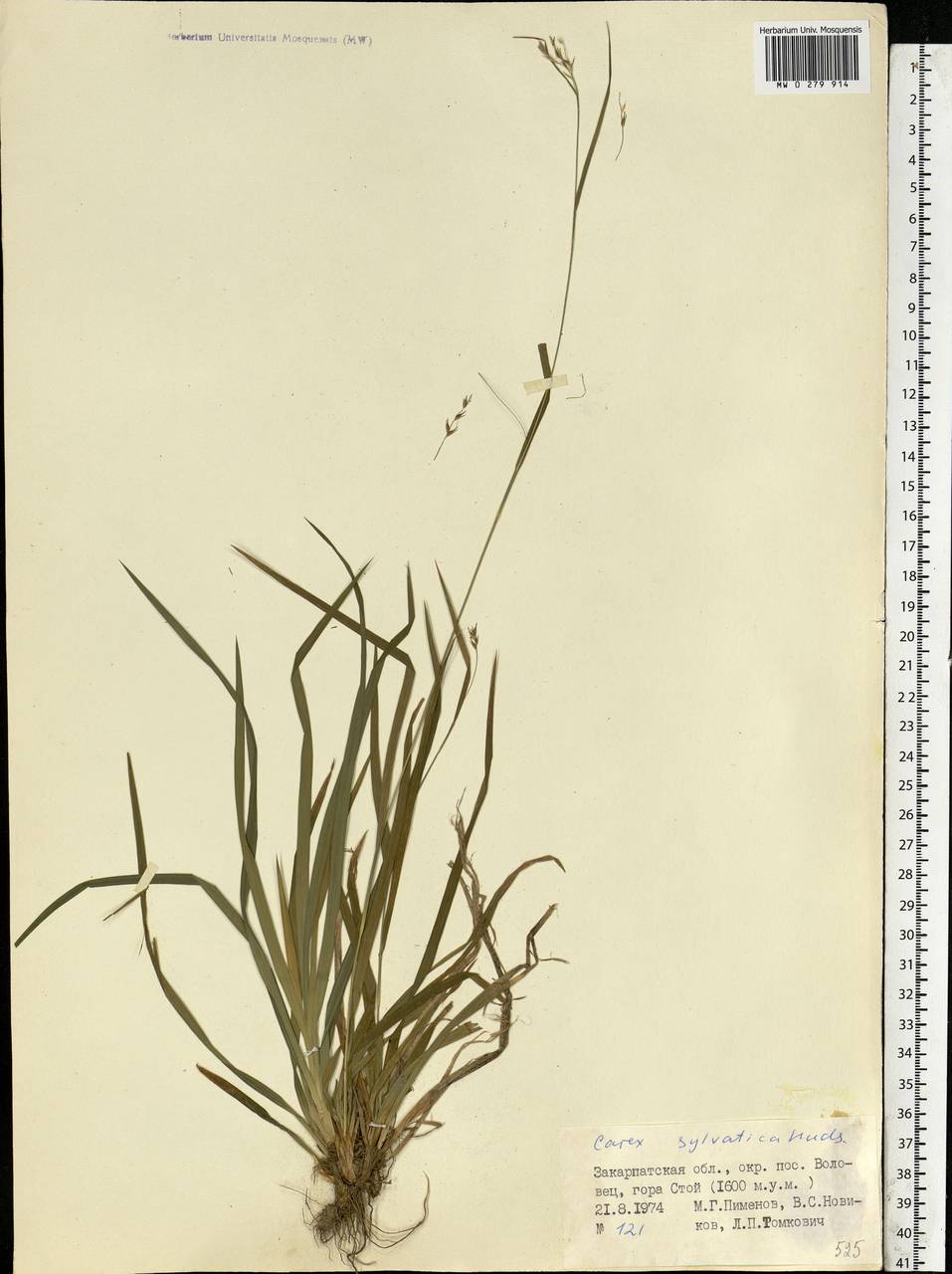 Carex sylvatica Huds., Eastern Europe, West Ukrainian region (E13) (Ukraine)