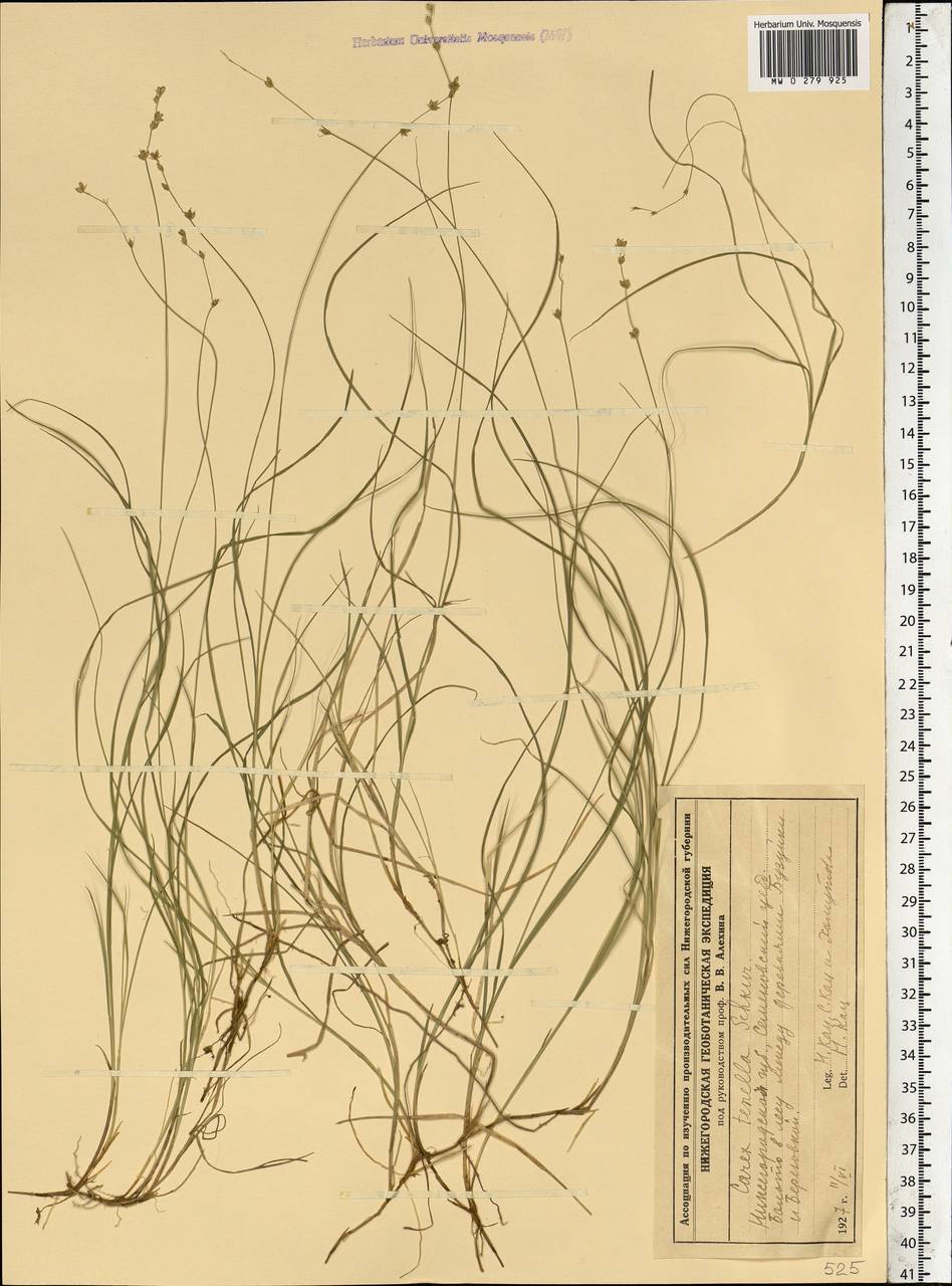 Carex disperma Dewey, Eastern Europe, Volga-Kama region (E7) (Russia)