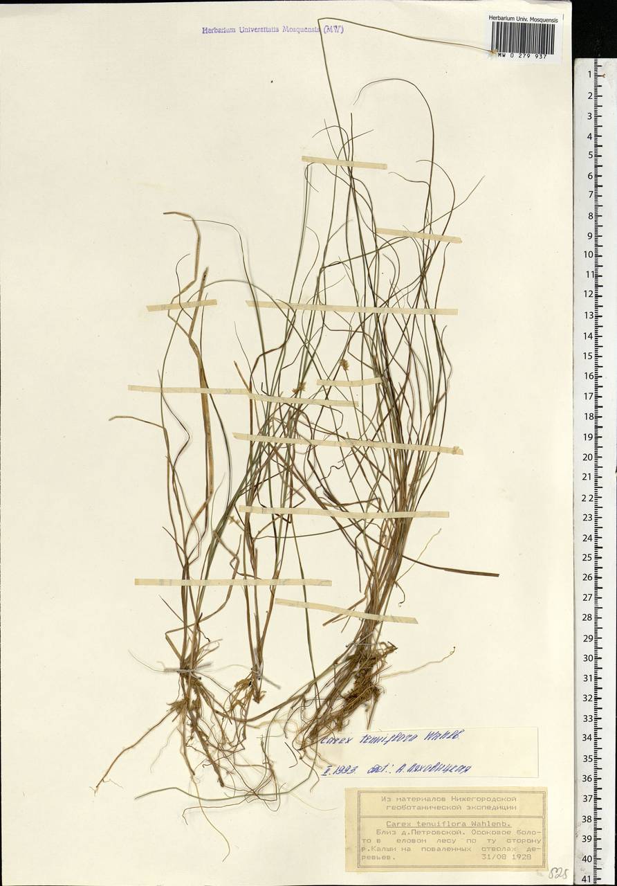 Carex tenuiflora Wahlenb., Eastern Europe, Volga-Kama region (E7) (Russia)