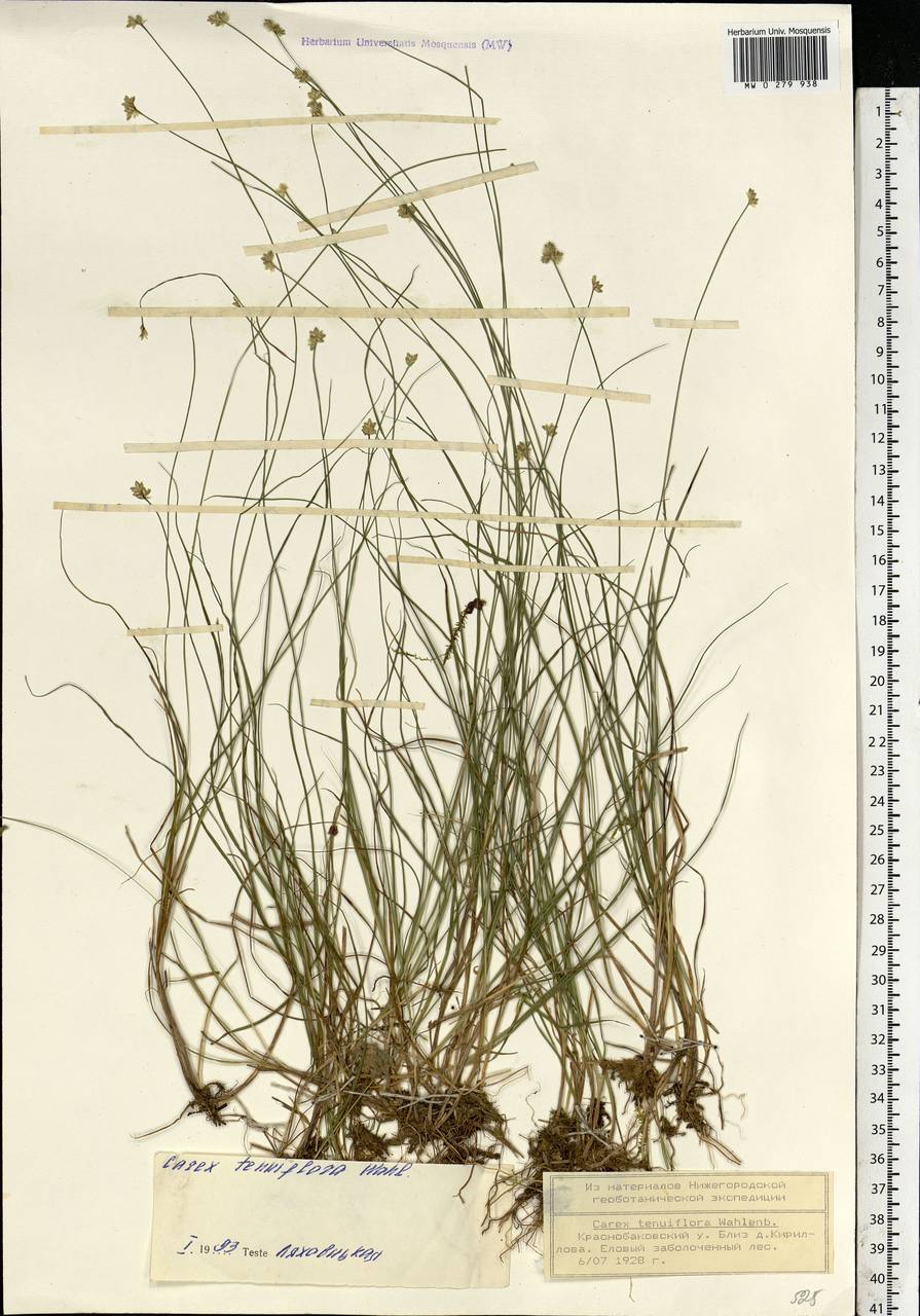 Carex tenuiflora Wahlenb., Eastern Europe, Volga-Kama region (E7) (Russia)