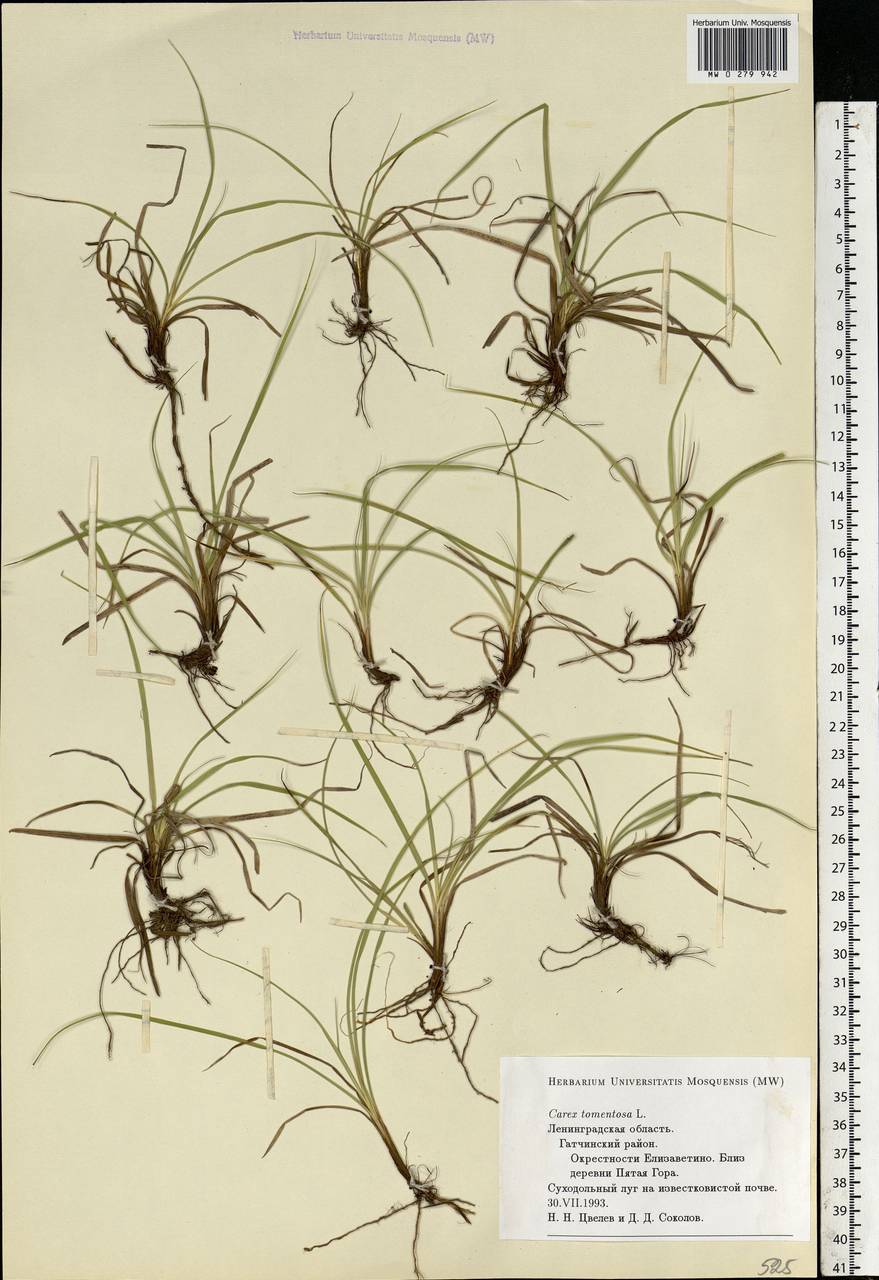 Carex tomentosa L., Eastern Europe, North-Western region (E2) (Russia)