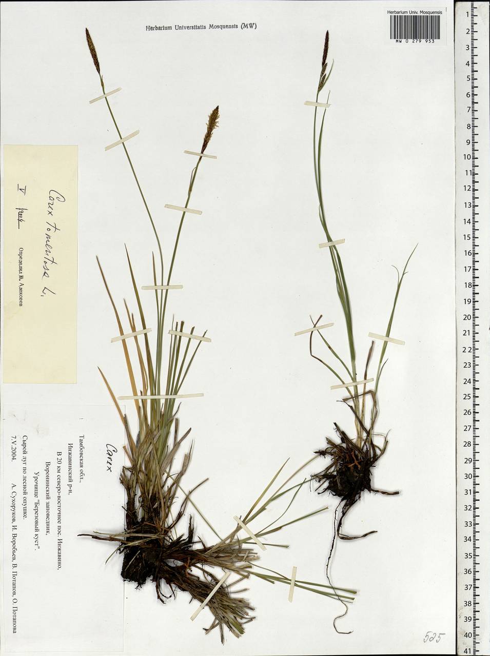 Carex tomentosa L., Eastern Europe, Central forest-and-steppe region (E6) (Russia)