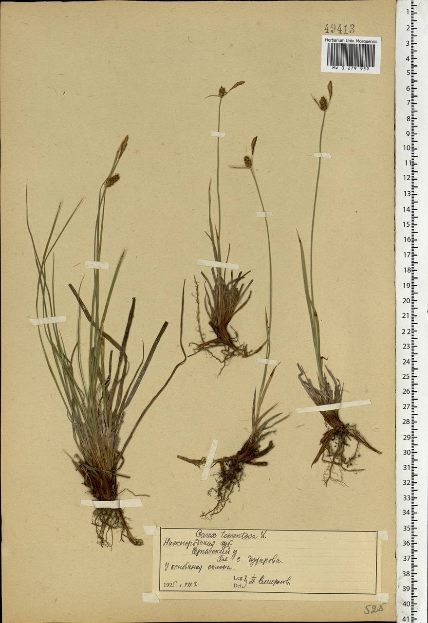 Carex tomentosa L., Eastern Europe, Volga-Kama region (E7) (Russia)