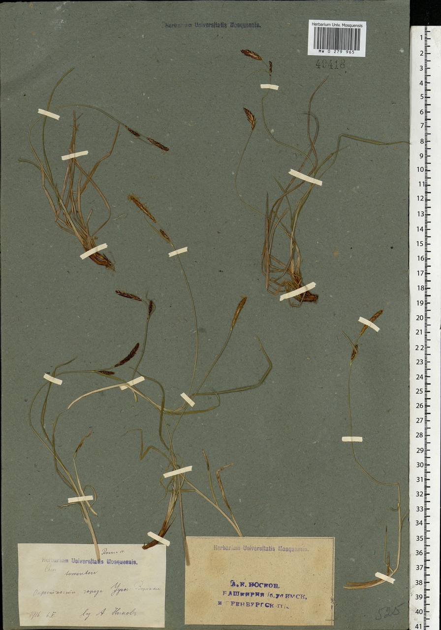 Carex tomentosa L., Eastern Europe, Eastern region (E10) (Russia)