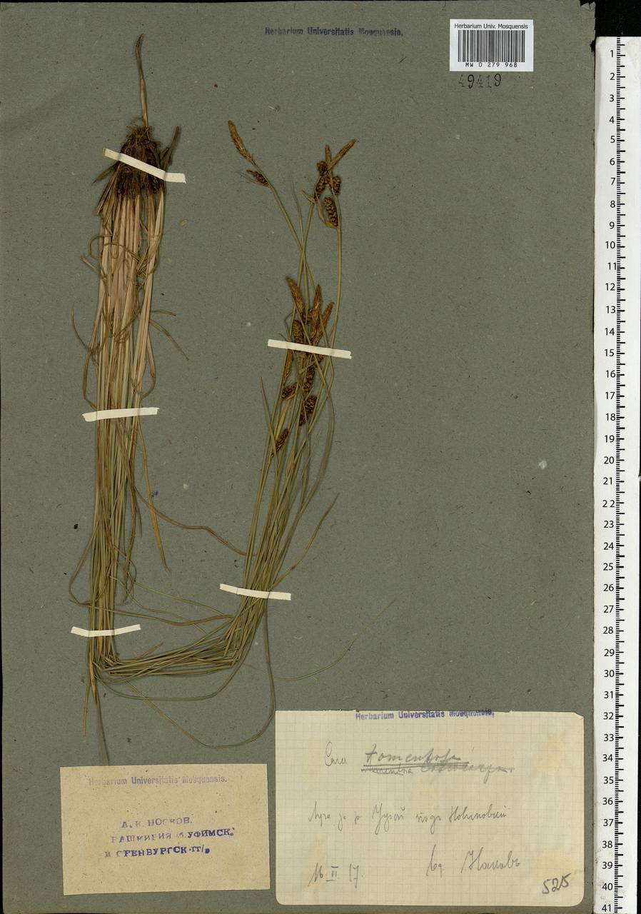 Carex tomentosa L., Eastern Europe, Eastern region (E10) (Russia)
