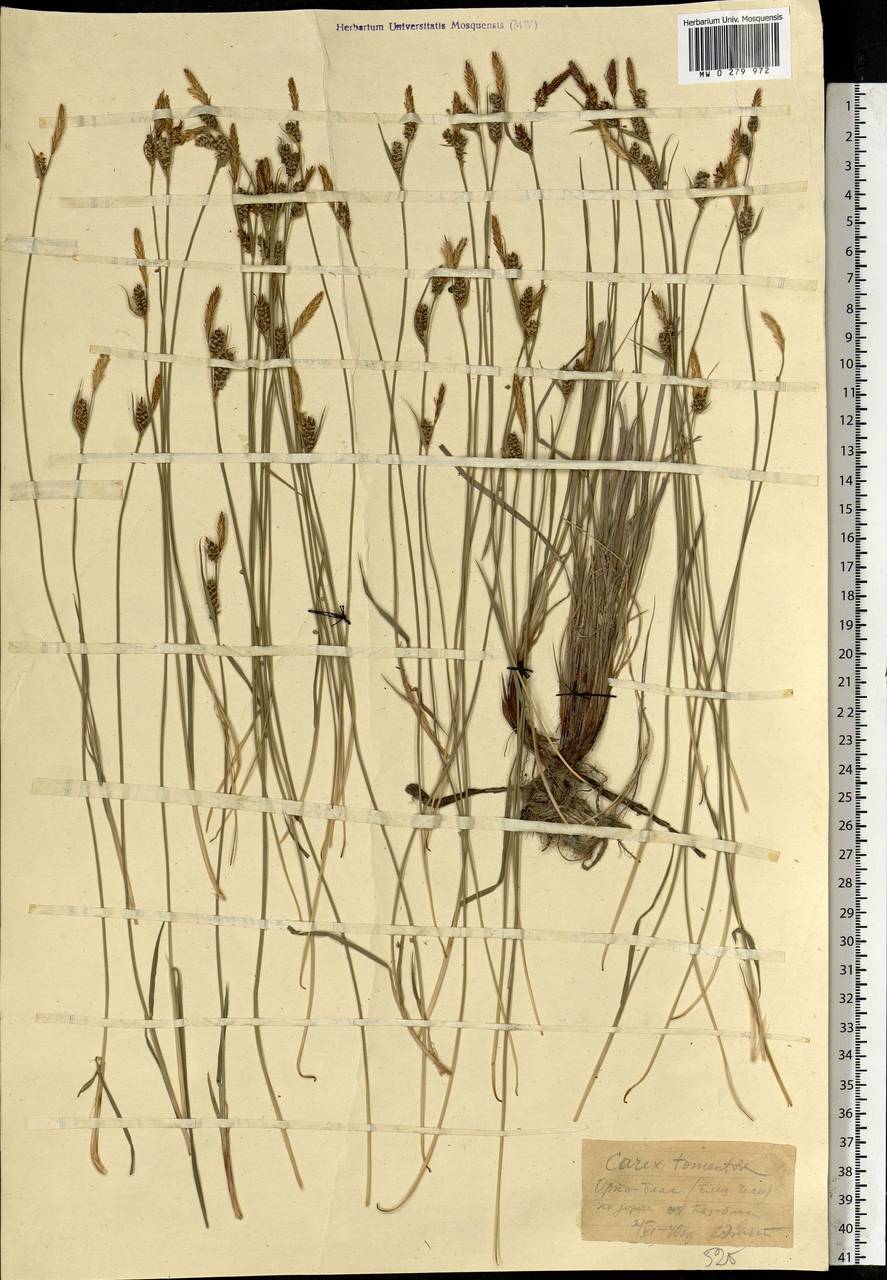 Carex tomentosa L., Middle Asia, Middle Asia (no precise locality) (M0) (Kazakhstan)