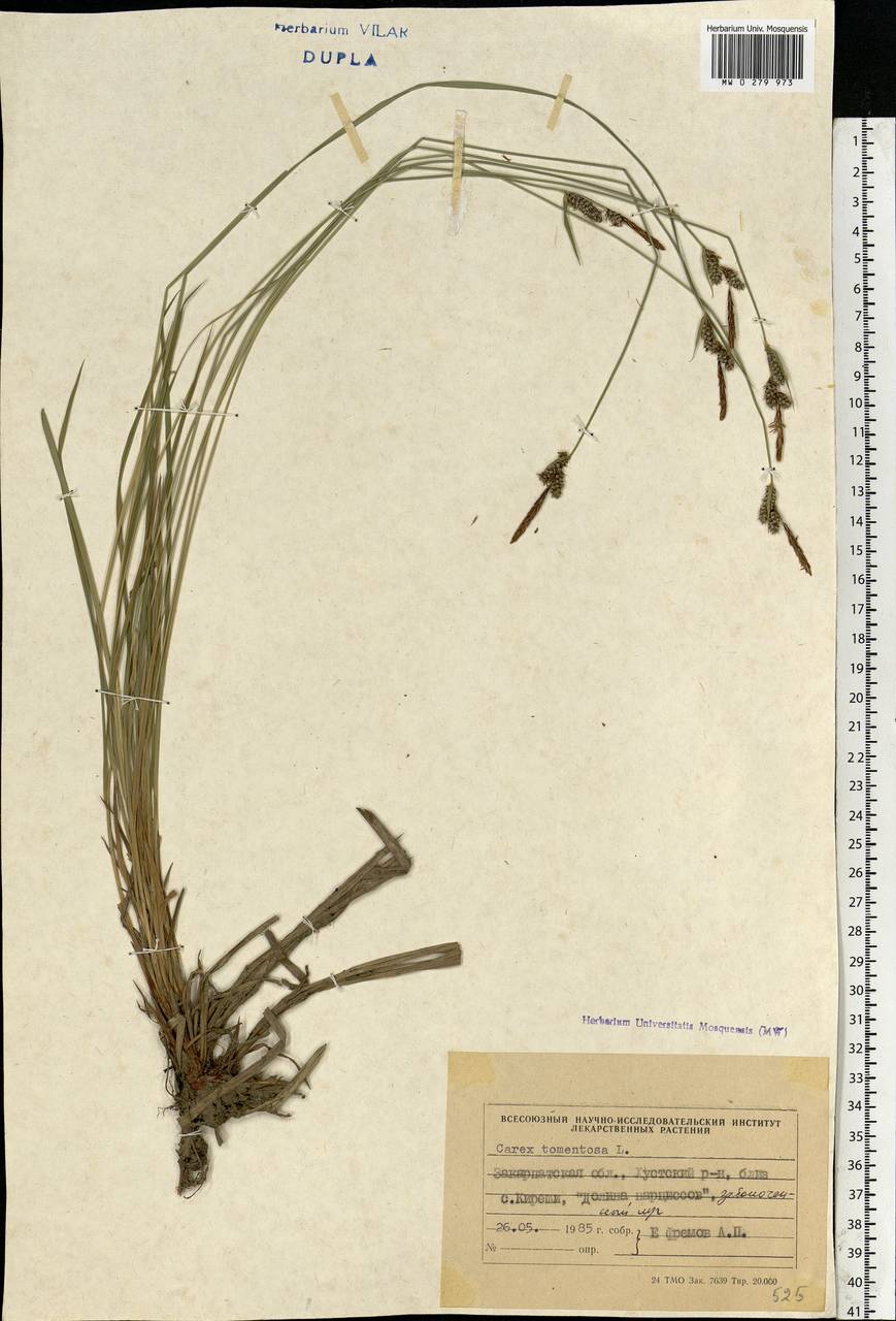 Carex tomentosa L., Eastern Europe, West Ukrainian region (E13) (Ukraine)