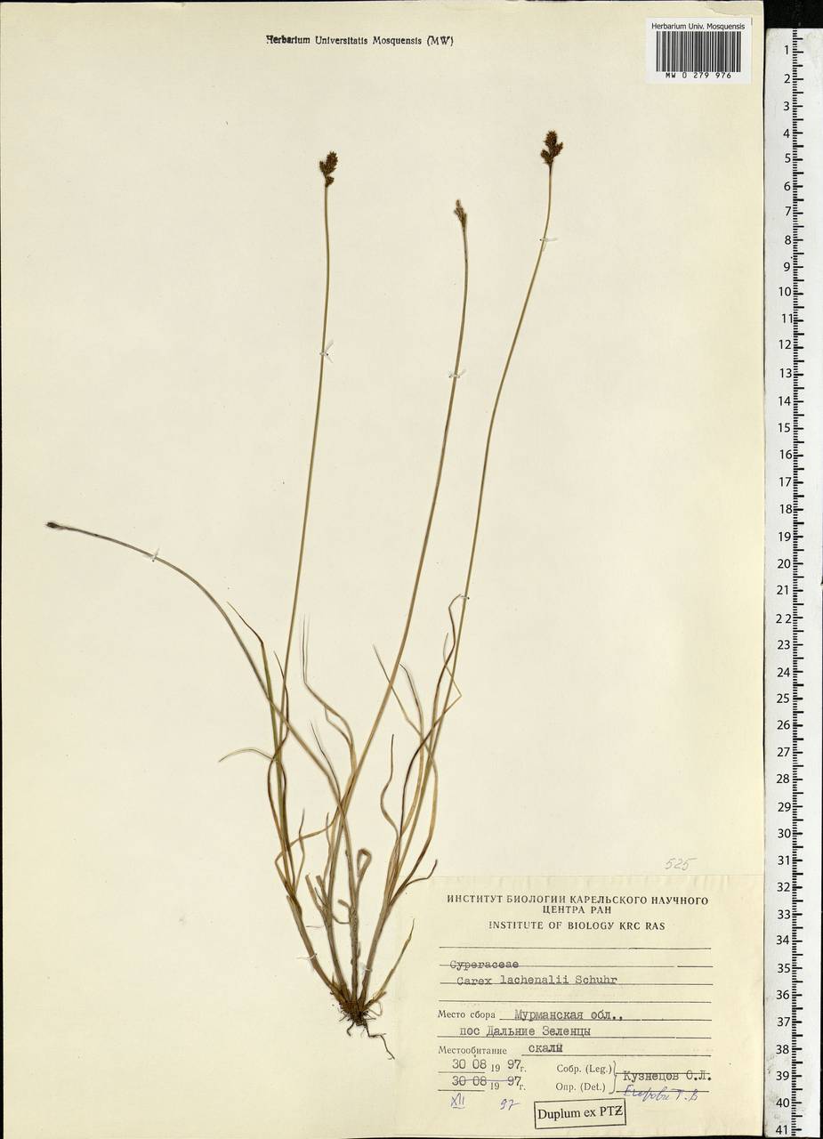 Carex lachenalii subsp. lachenalii, Eastern Europe, Northern region (E1) (Russia)