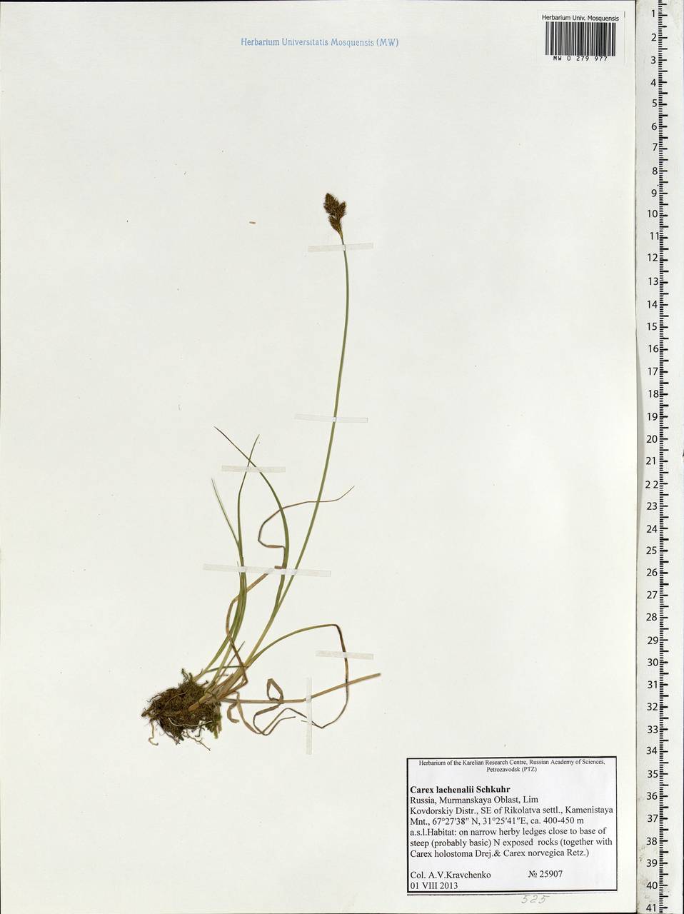 Carex lachenalii subsp. lachenalii, Eastern Europe, Northern region (E1) (Russia)