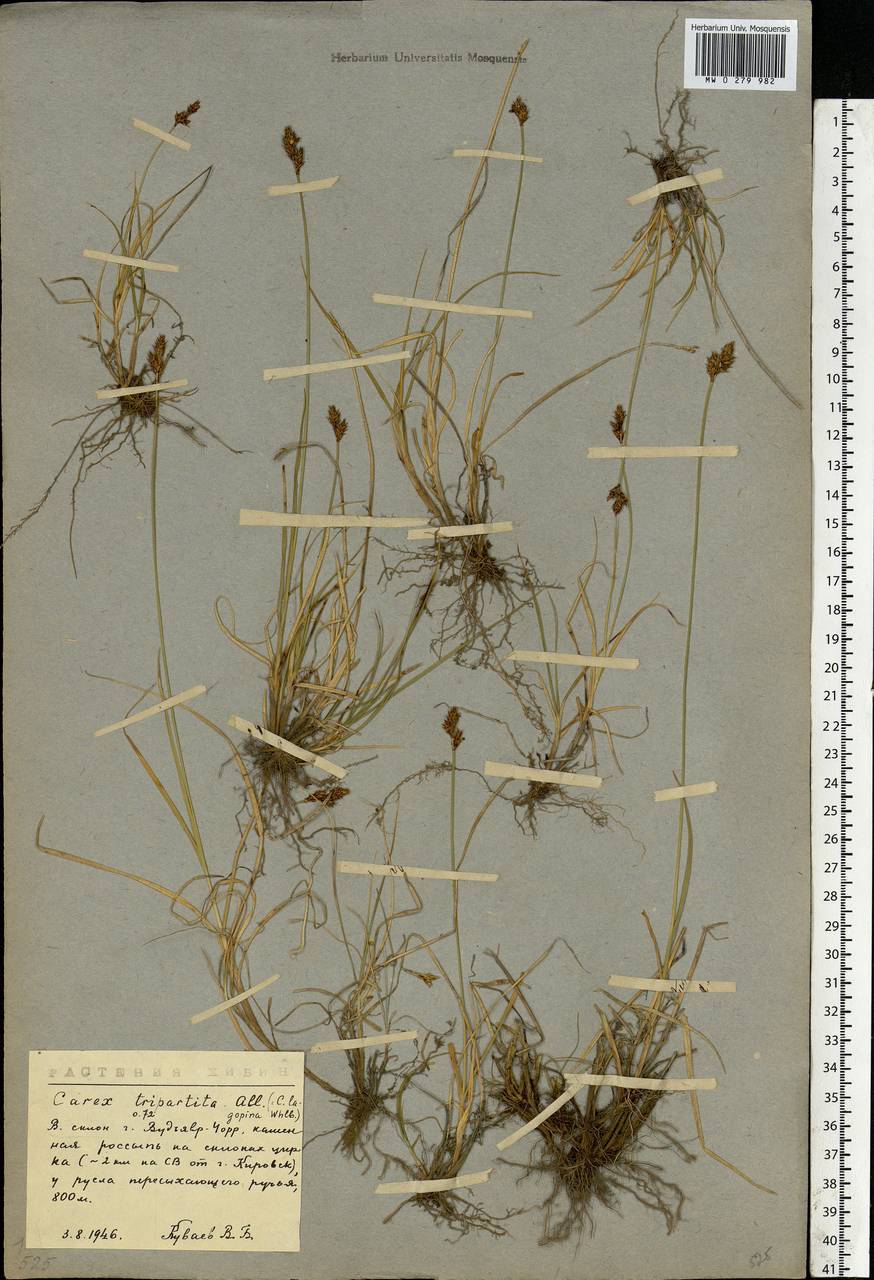 Carex lachenalii subsp. lachenalii, Eastern Europe, Northern region (E1) (Russia)