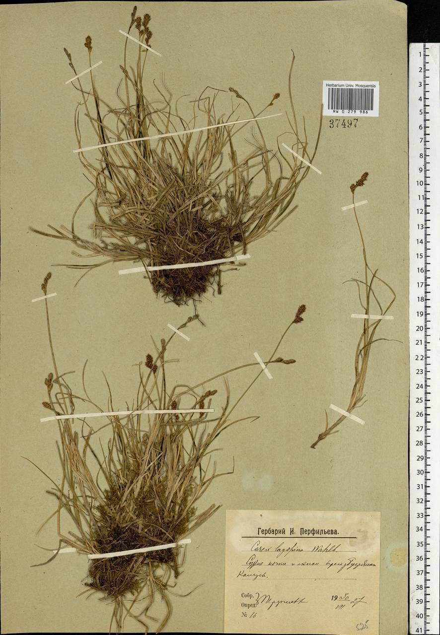 Carex lachenalii subsp. lachenalii, Eastern Europe, Northern region (E1) (Russia)