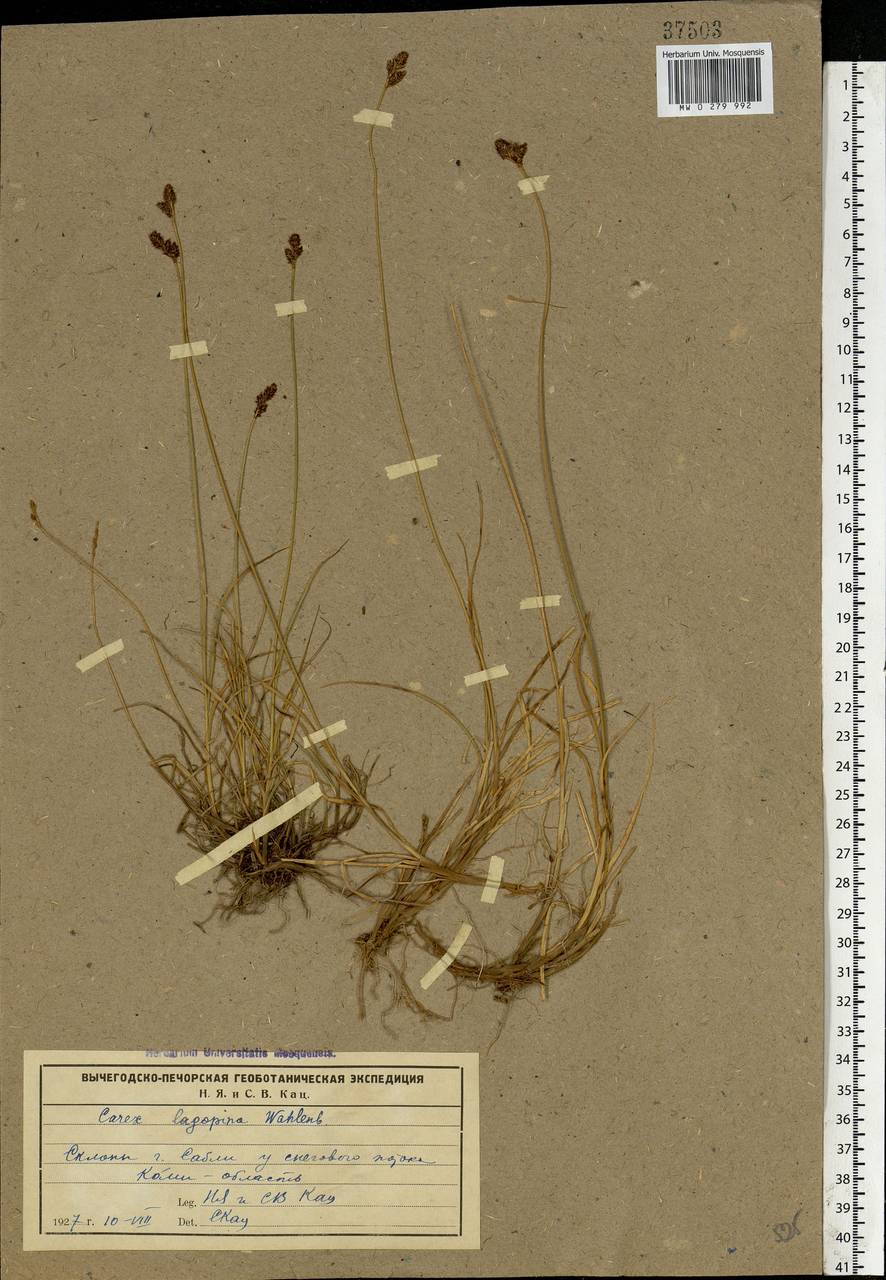 Carex lachenalii subsp. lachenalii, Eastern Europe, Northern region (E1) (Russia)