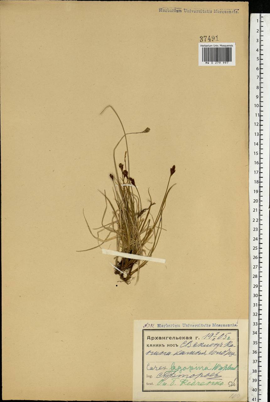 Carex lachenalii subsp. lachenalii, Eastern Europe, Northern region (E1) (Russia)