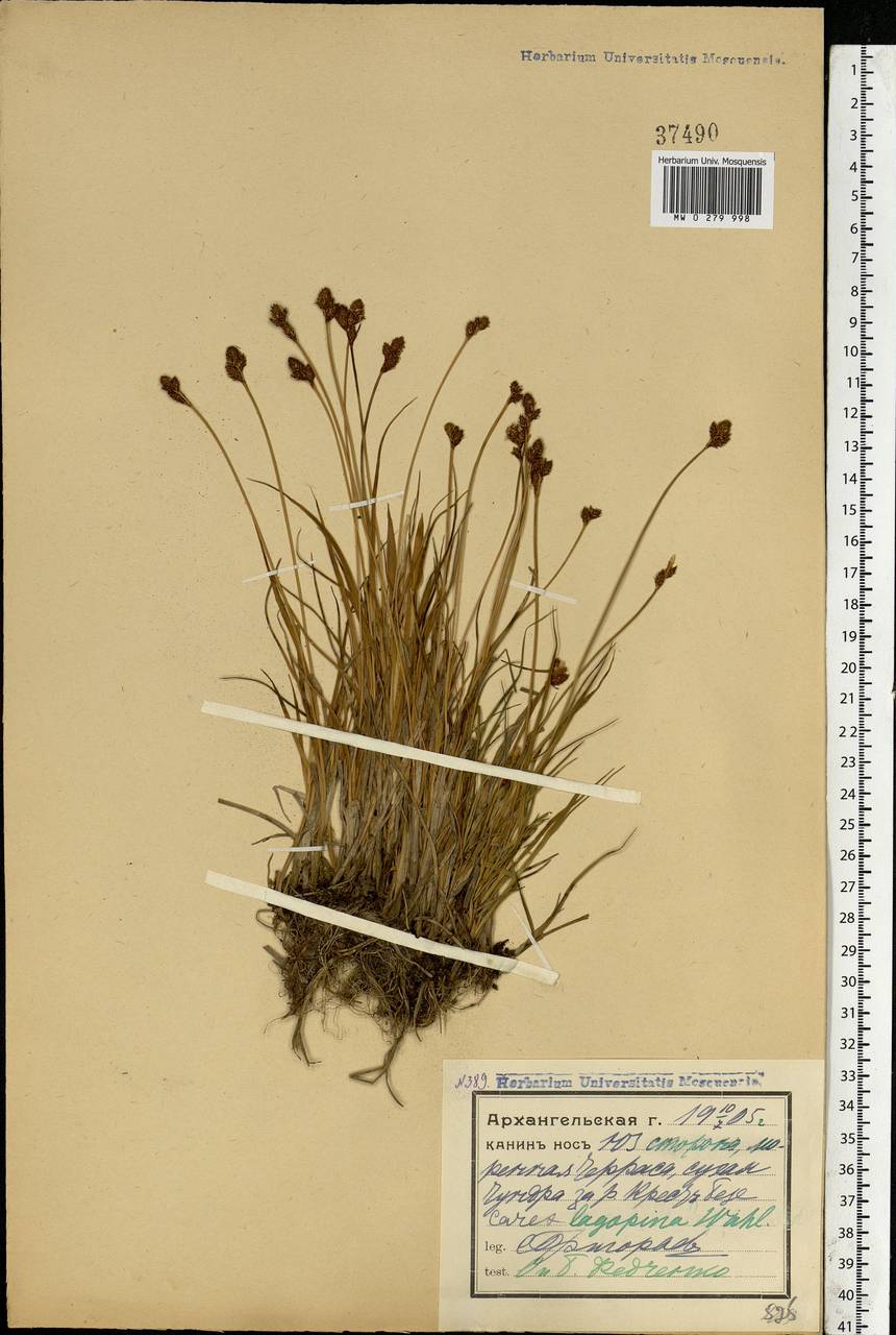 Carex lachenalii subsp. lachenalii, Eastern Europe, Northern region (E1) (Russia)