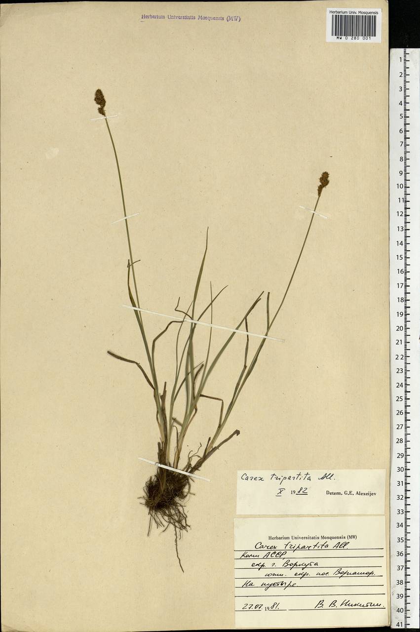 Carex lachenalii subsp. lachenalii, Eastern Europe, Northern region (E1) (Russia)