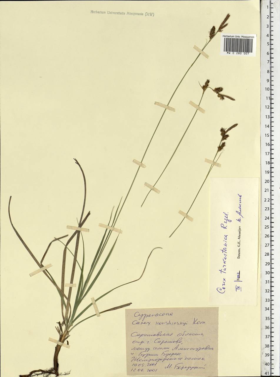 Carex turkestanica Regel, Eastern Europe, Lower Volga region (E9) (Russia)