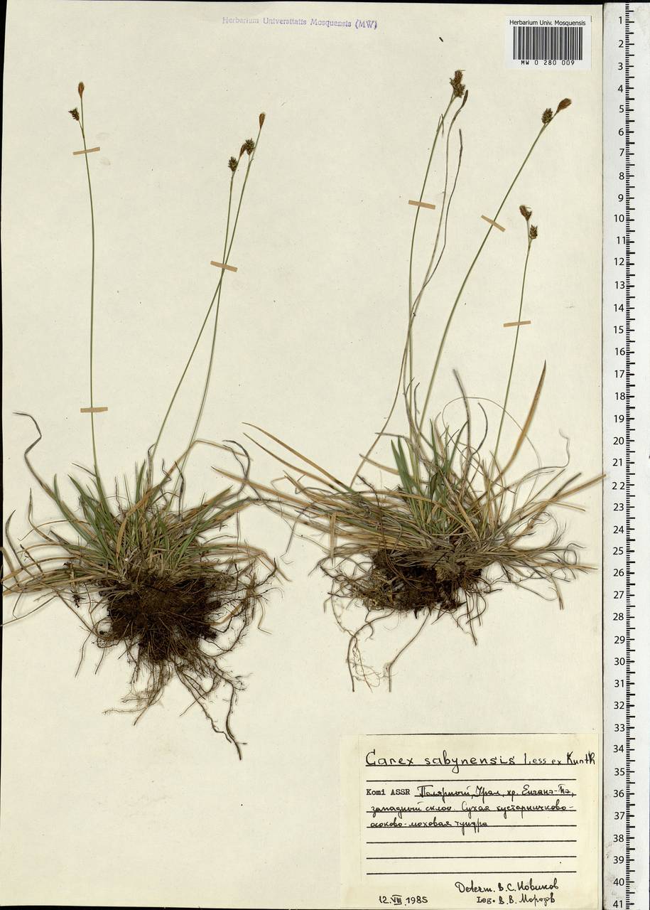 Carex umbrosa Host, Eastern Europe, Northern region (E1) (Russia)