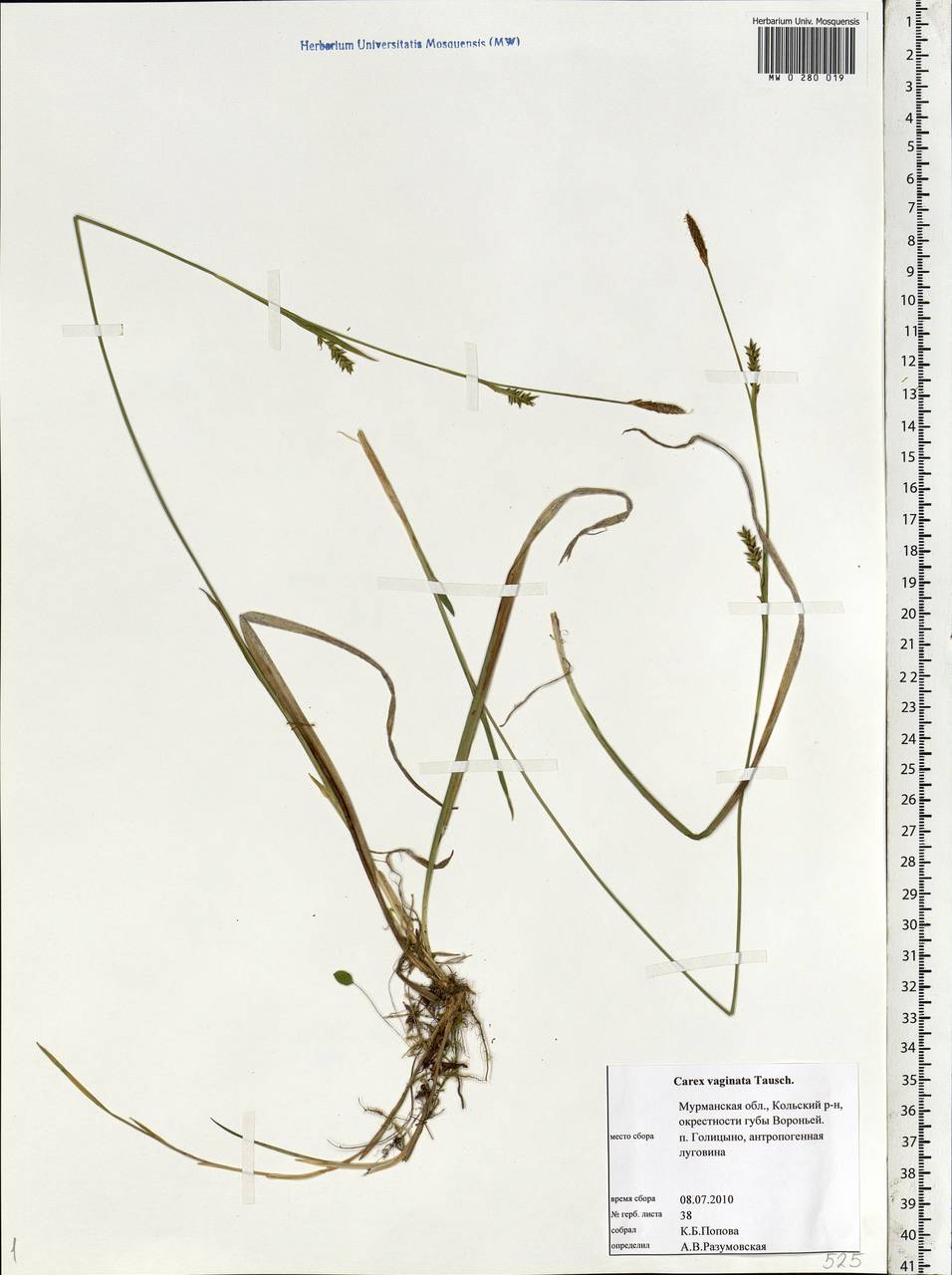 Carex vaginata Tausch, Eastern Europe, Northern region (E1) (Russia)